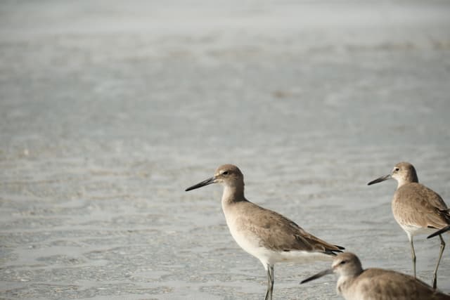 Three shorebirds standing at the edge of shallow water on a sandy beach
