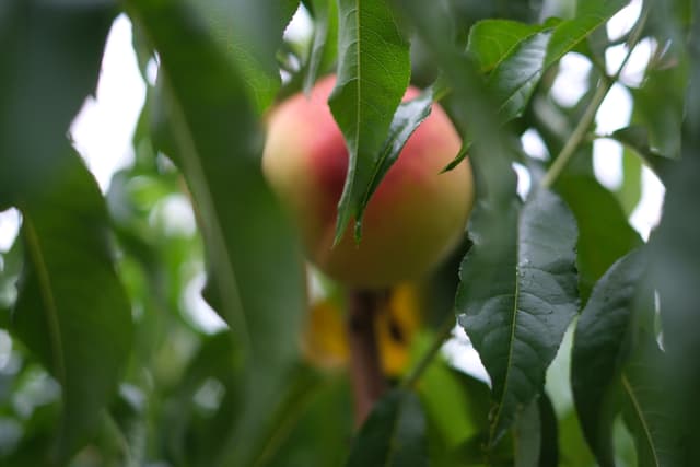 Ripe peach hanging from a leafy branch in a sunlit orchard