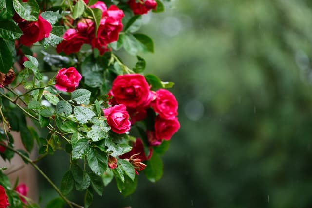 Vibrant red roses with lush green leaves in soft-focus garden background