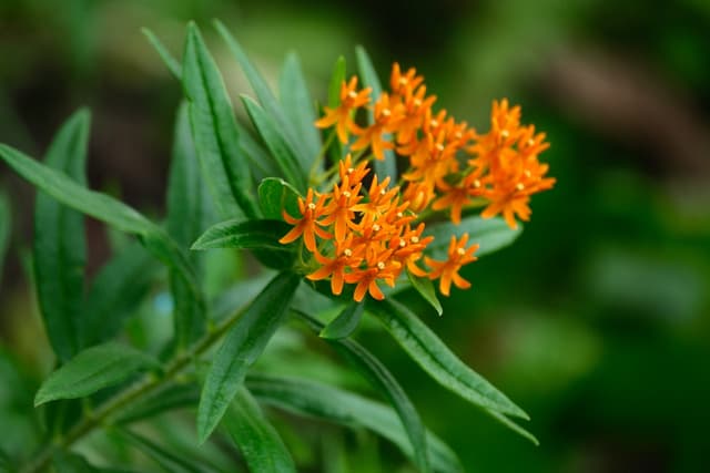 Cluster of bright orange flowers with green leaves against a softly blurred natural background