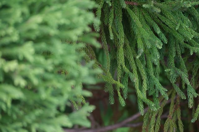 Close-up of green conifer branches with soft focus and layered needles