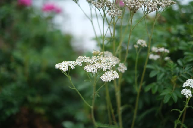 Delicate white wildflowers in soft focus against a lush green background