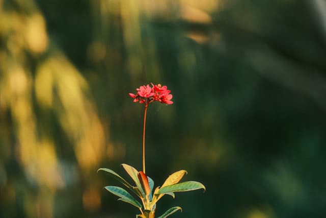 Single red wildflower on a tall stem, softly lit against a blurred green and golden background
