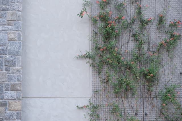 Green ivy climbing a light stucco wall beside a stone section