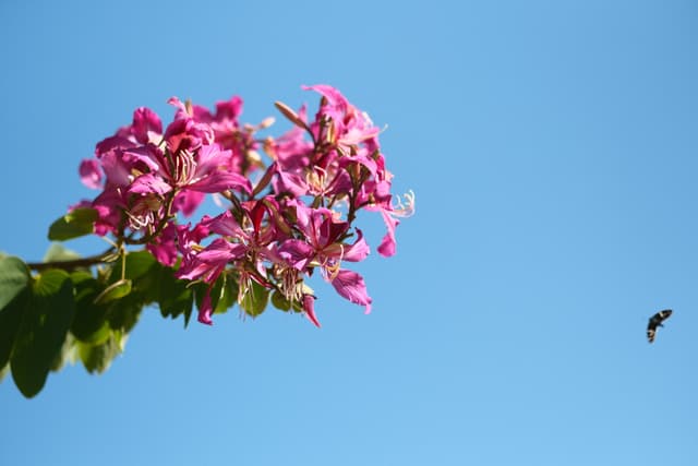 Cluster of vibrant pink flowers on a leafy branch against a clear blue sky, with a small bird in the distance