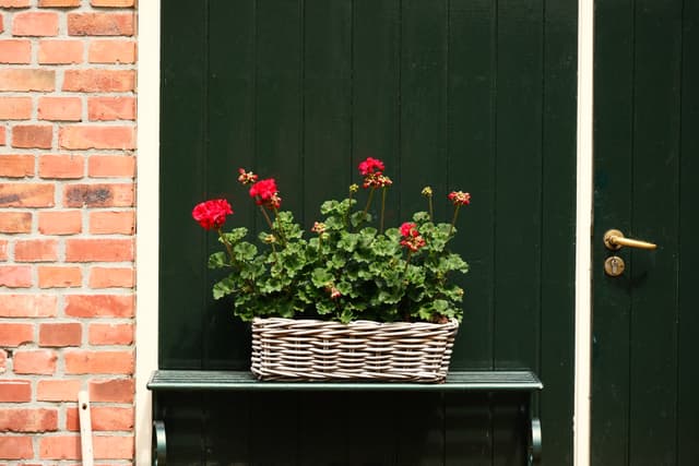 White wicker planter with red roses on a small black table beside a green door and brick wall