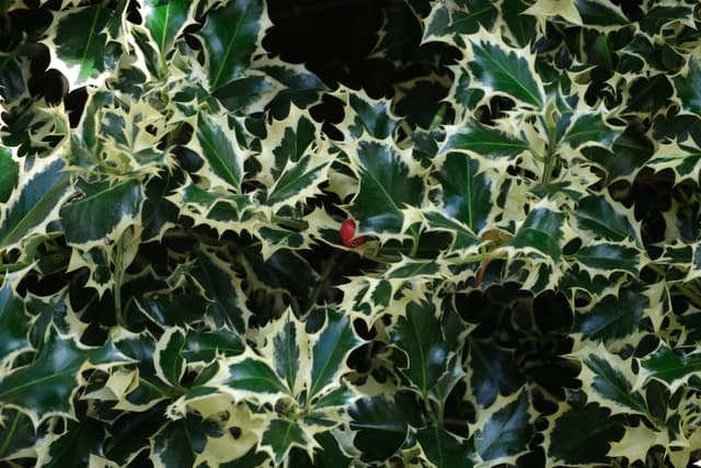 Dense cluster of green-and-cream variegated holly leaves with sharp serrated edges