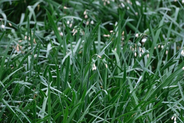 Close-up of green grass blades with dew droplets