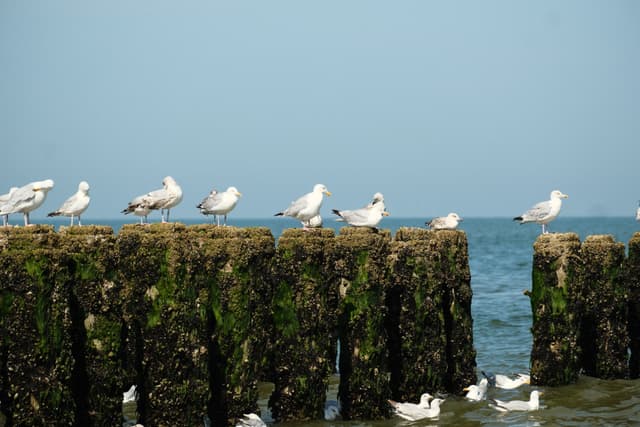 Group of seagulls perched on moss-covered concrete blocks by the ocean under a clear blue sky