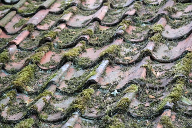 Weathered clay roof tiles with moss and lichen growth in a repeating wavy pattern