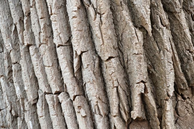 Close-up of rough gray tree bark with deep vertical ridges and cracks
