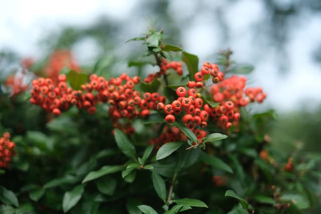 Close-up of vibrant red berries on a leafy green branch with a softly blurred background