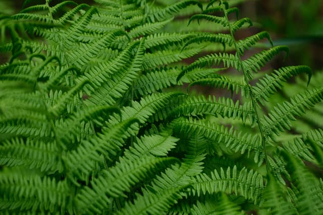 Dense green fern fronds forming a lush textured groundcover