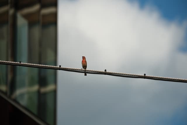 Small bird perched on a utility wire beside a glass building against a cloudy sky