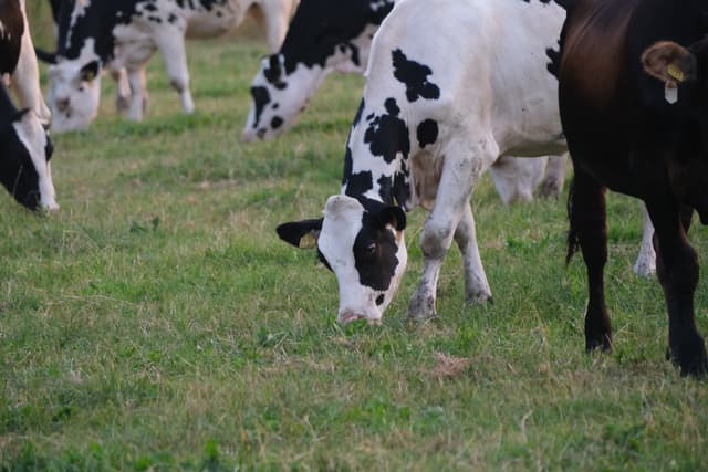 Black-and-white dairy cows grazing on a grassy pasture