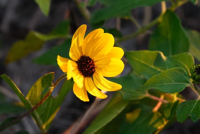 Bright yellow sunflower with dark center against lush green leaves