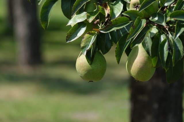 Ripe pears hanging from a leafy branch with a softly blurred orchard background