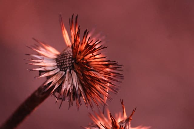 Close-up of a dandelion seed head with glowing red-orange highlights against a dark background