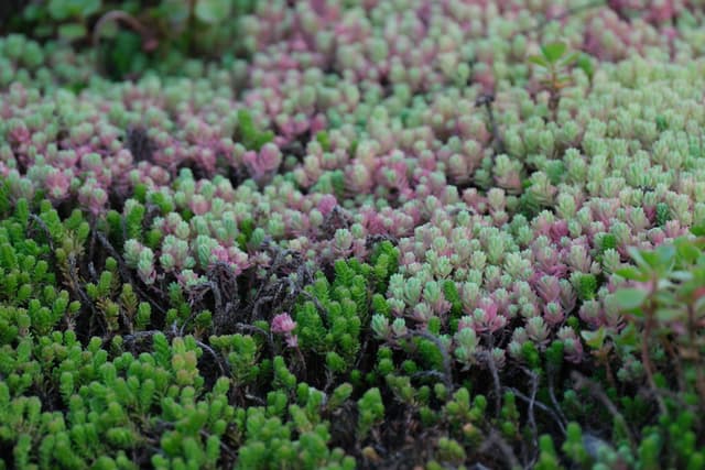 Dense meadow of green foliage dotted with clusters of small pink and purple flowers