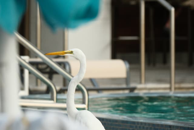 Close-up of a pool ladder and handrails beside a swimming pool with water in the background