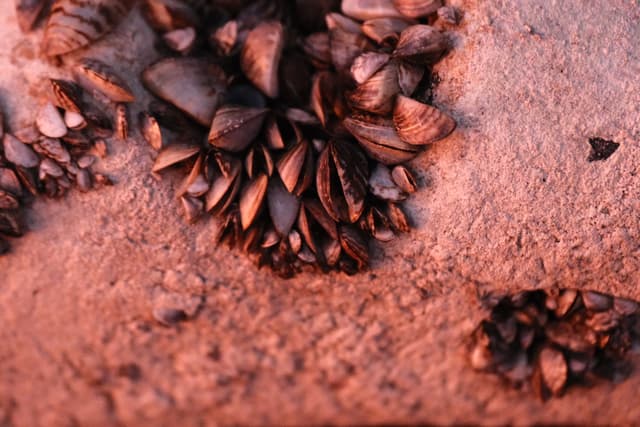 Star anise pods arranged on a rustic, sandy surface with warm earthy tones and soft shadows
