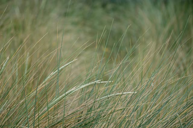 Close-up of tall, pale-tipped grasses swaying in a green meadow