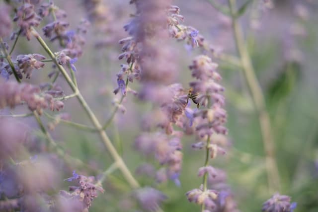 Soft-focus lavender flowers in a meadow with pastel purple hues and gentle bokeh