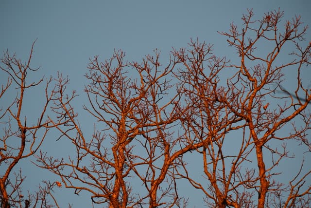 Leafless tree branches silhouetted against a clear blue sky