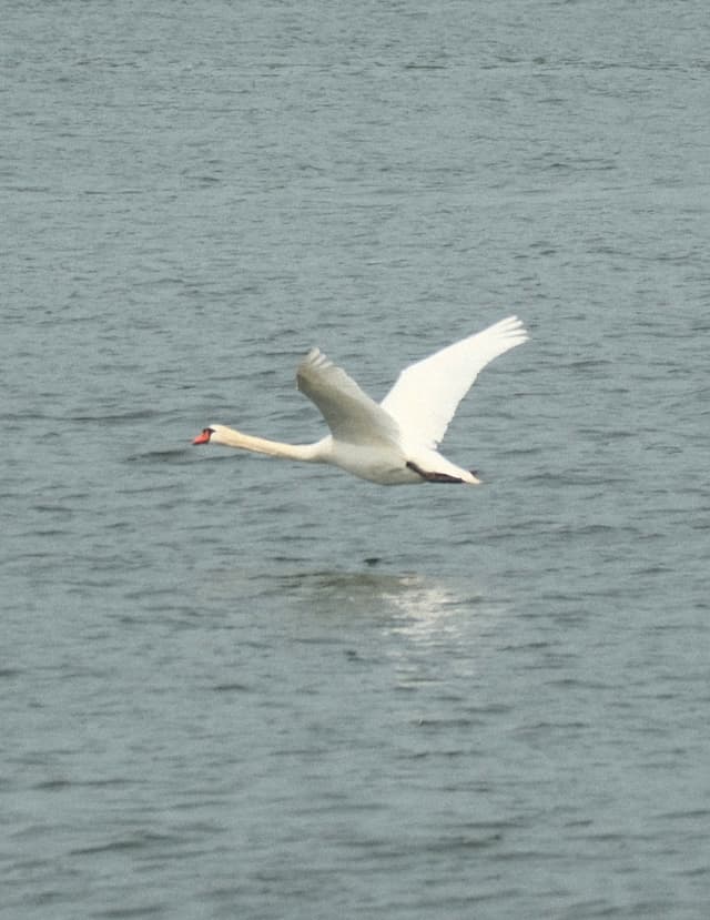 White swan flying low over calm water with wings outstretched