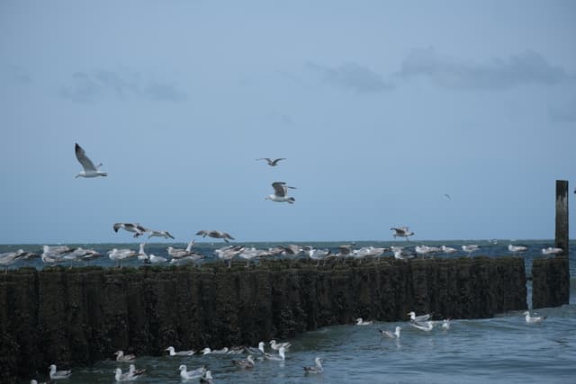 Seagulls flying above a calm body of water near a long stone breakwater under a hazy blue sky