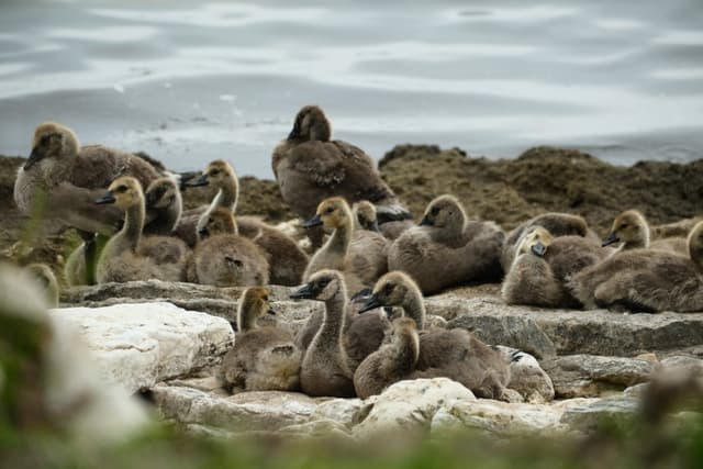 Large group of seals resting on a rocky shoreline near the water