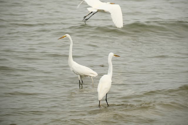 Two white egrets wading in shallow water with a third bird flying overhead