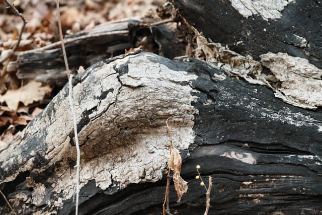 Close-up of a charred, split tree trunk with exposed pale wood, surrounded by dry leaves and ash