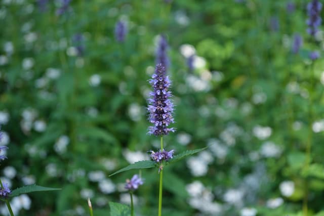 Single purple lavender flower spike in soft focus against a green bokeh background