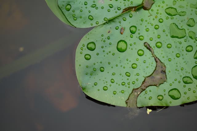 Close-up of a green lily pad covered in water droplets floating on dark, still water