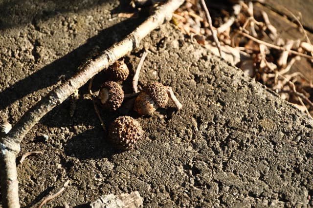 Aged acorns on cracked concrete near a metal railing in sunlight