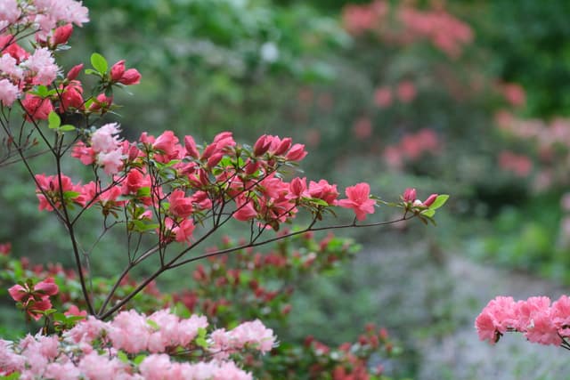 Vibrant pink and red azalea blossoms with buds in sharp focus against a softly blurred green garden background