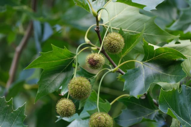 Green chestnut burrs hanging from a leafy branch in soft natural light