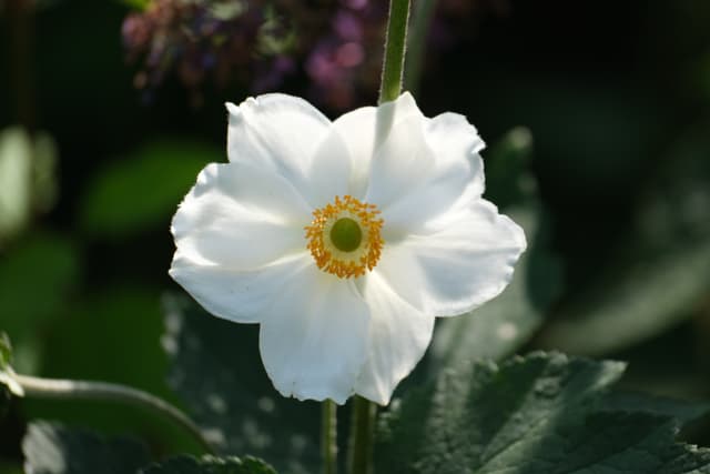 Close-up of a white anemone flower with a yellow center against a dark green garden background