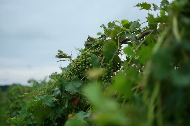 Close-up of lush green grapevines in a vineyard with a softly blurred background