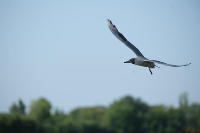 Seagull gliding in a clear blue sky above a blurred green treeline