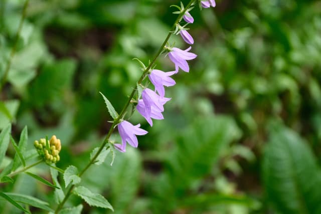 Delicate purple wildflower blossoms on a slender stem against lush green foliage