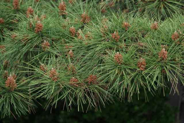 Close-up of green pine branches with long needles and small brown cones against a dark background