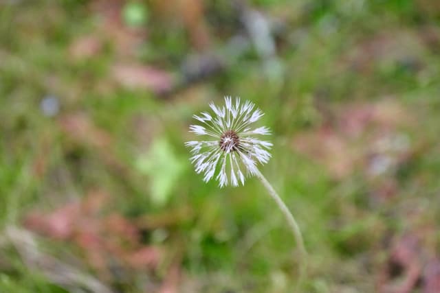 Close-up of a delicate white dandelion seedhead against a soft green, blurred background