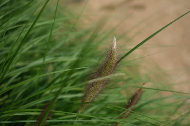 Close-up of green grass blades with seedheads against a soft, sandy blurred background