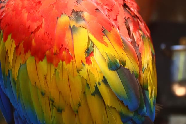 A close-up of a parrot's vibrant feathers, displaying a mix of red, yellow, green, and blue colors