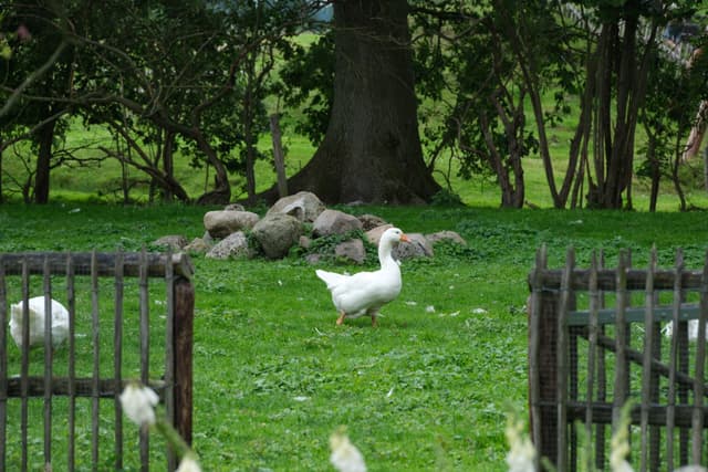 White geese grazing on green grass near a tree and wooden fences in a park setting