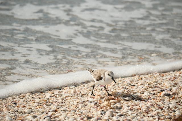 Seagull standing on a pebble-covered beach near gentle ocean waves