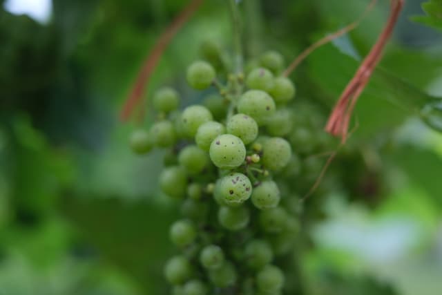 Close-up of green grape clusters hanging on a vine with blurred foliage in the background