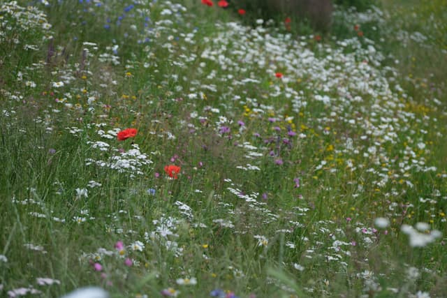 Sunlit meadow filled with delicate white wildflowers and scattered red poppies amid lush green grass
